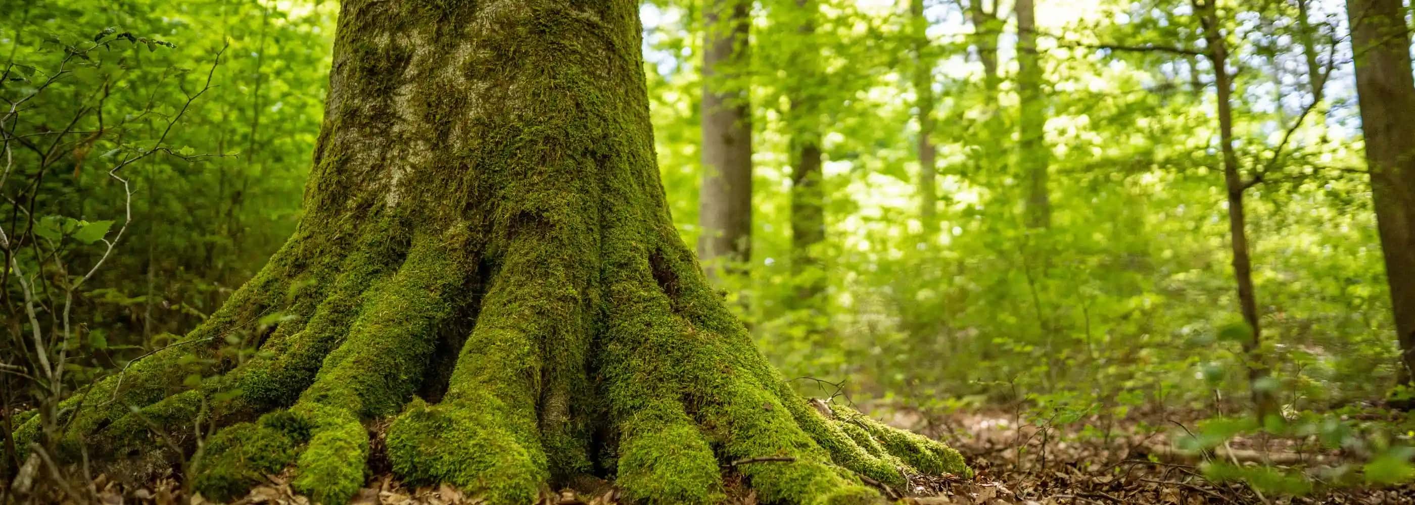 Moosbewachsener alter Baumstamm in einem hellen Wald