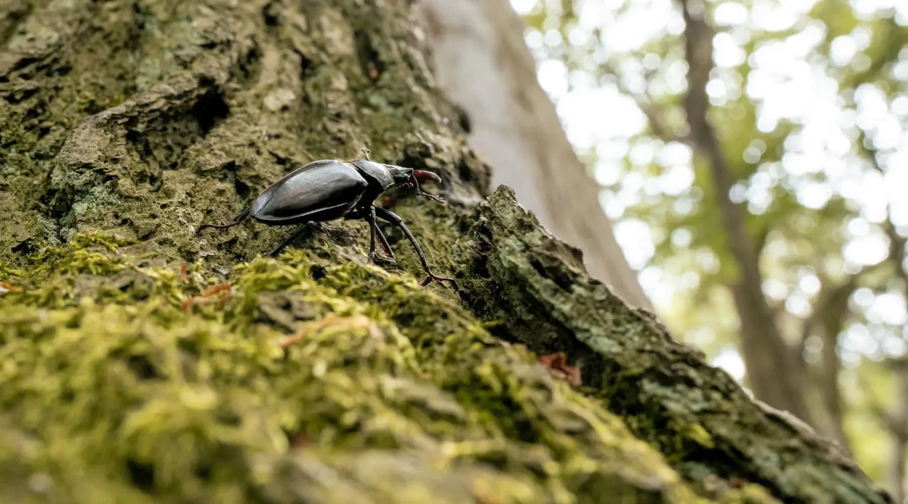 Hirschkäfer auf der Rinde eines alten Baums im UrwaldProjekt
