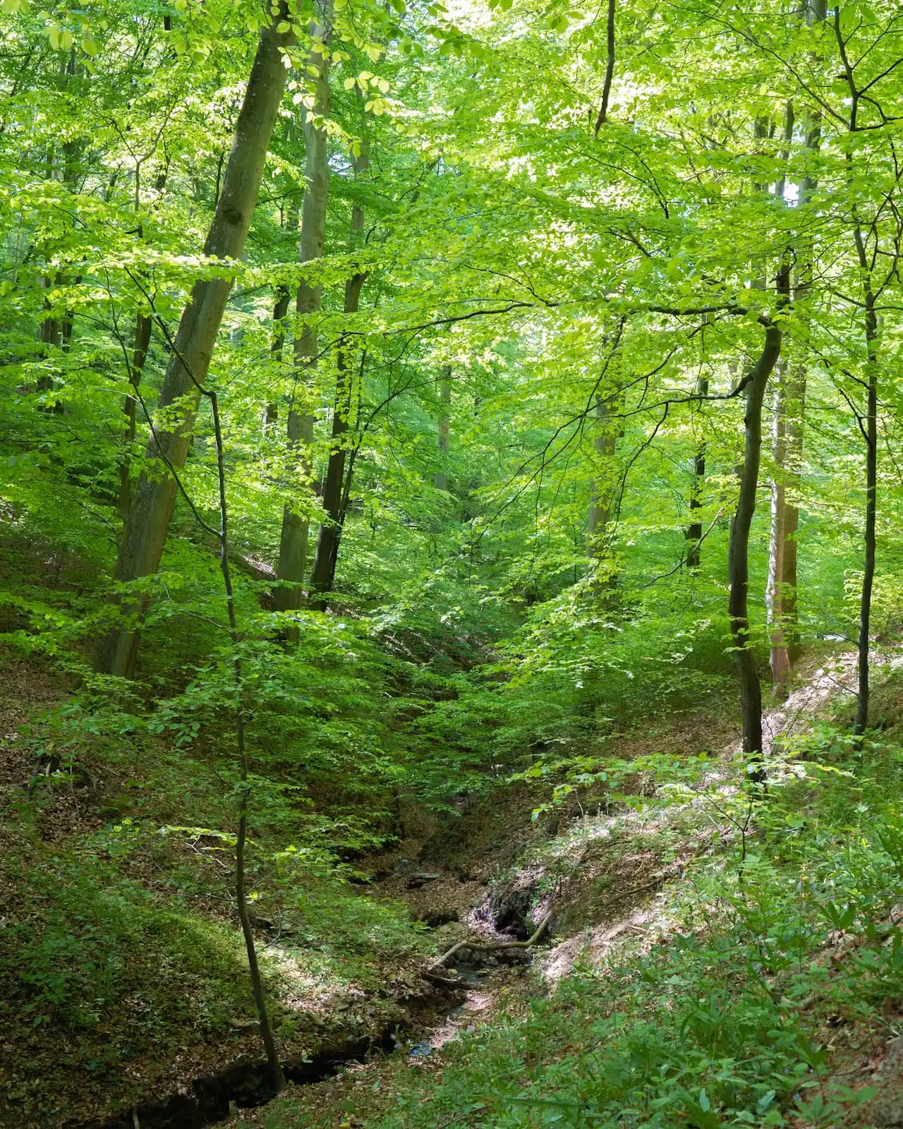 Alter Buchenwald im UrwaldProjekt
