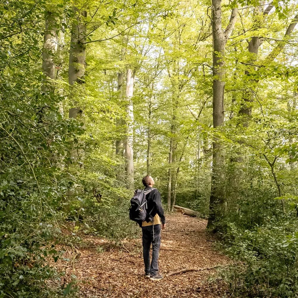 Person geht durch einen alten Wald des UrwaldProjekt