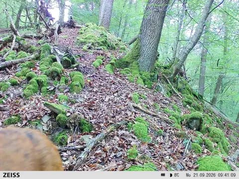 Reh im UrwaldProjekt