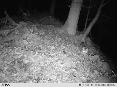 Wildkatze im UrwaldProjekt